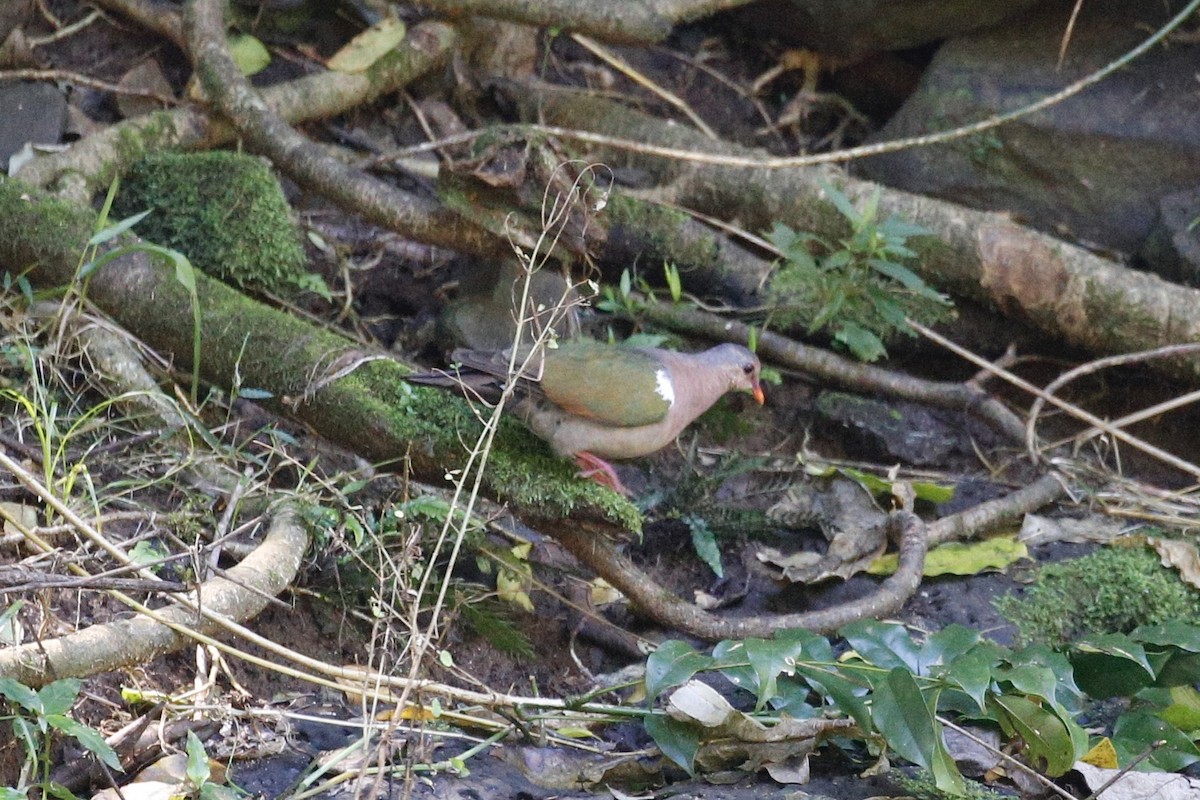 Pacific Emerald Dove - ML427834501