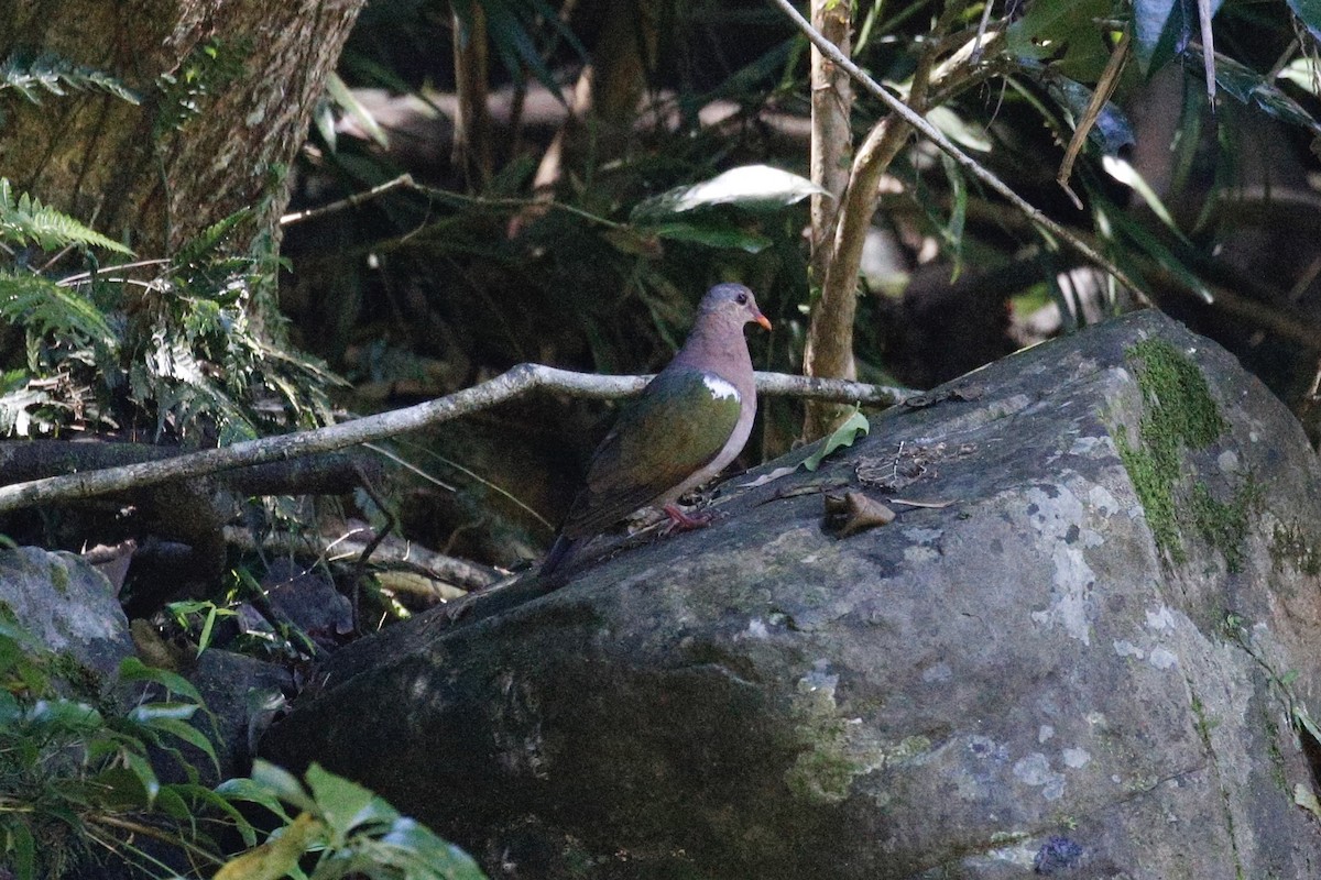 Pacific Emerald Dove - ML427834511