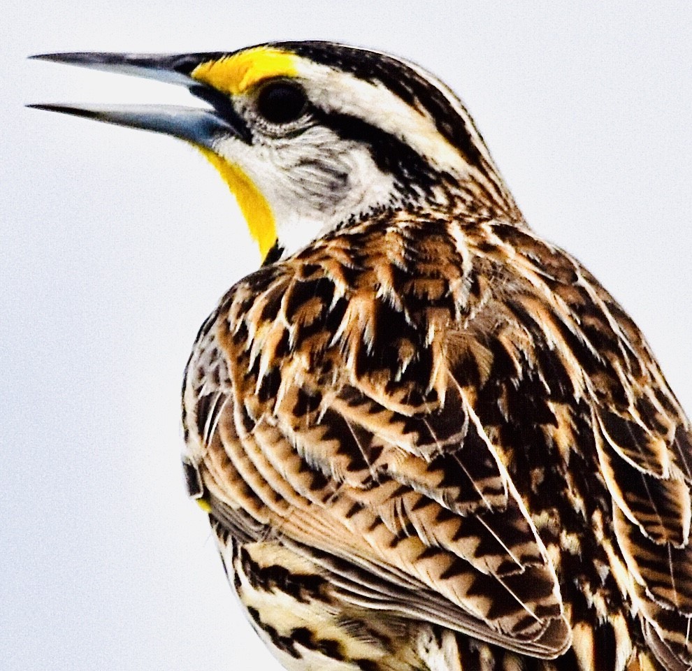 Eastern Meadowlark - Jason C. Martin