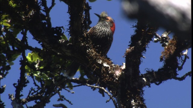 Haubenkleidervogel - ML427835