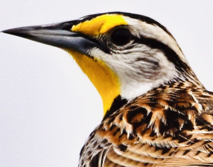 Eastern Meadowlark - Jason C. Martin