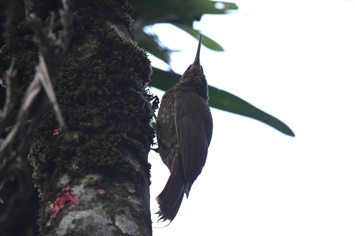 Spotted Woodcreeper (Spotted) - ML427836821