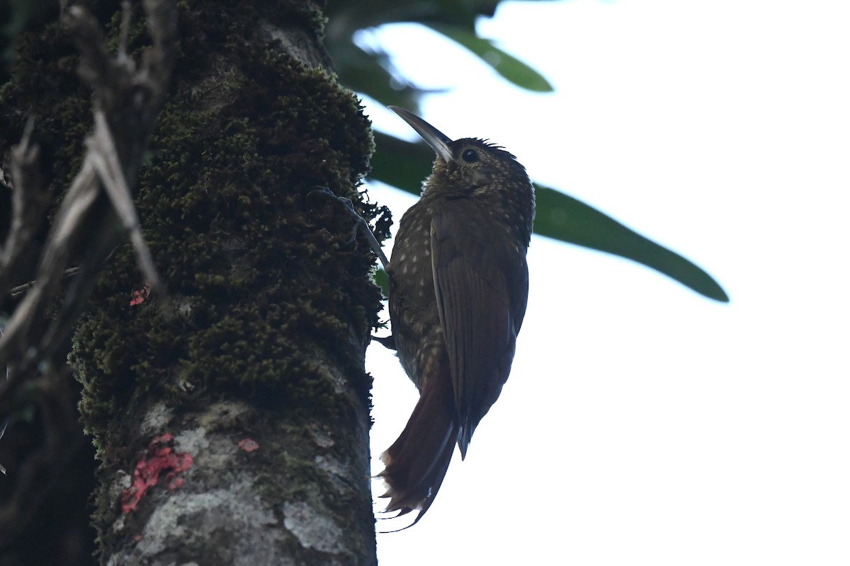 Spotted Woodcreeper (Spotted) - ML427836841