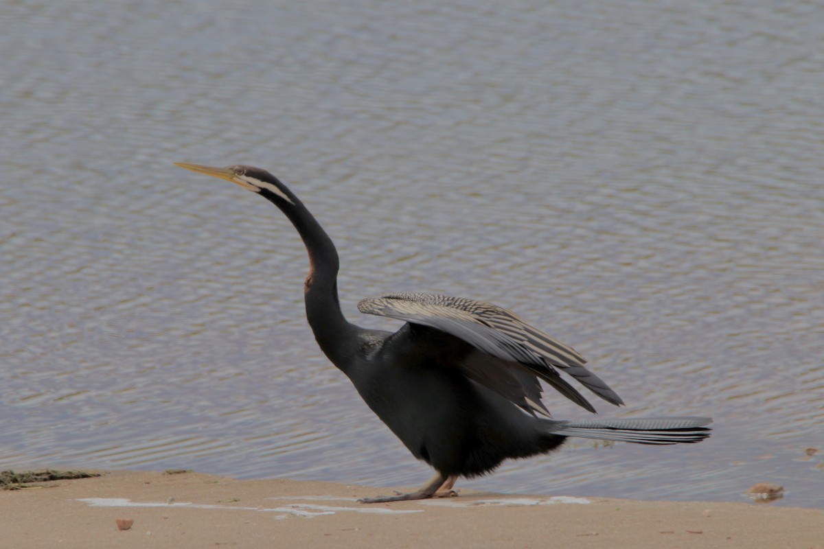 Anhinga d'Australie - ML427837301