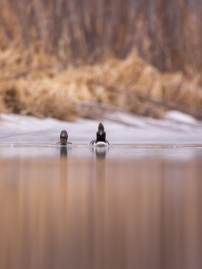 Hooded Merganser - Rain Saulnier