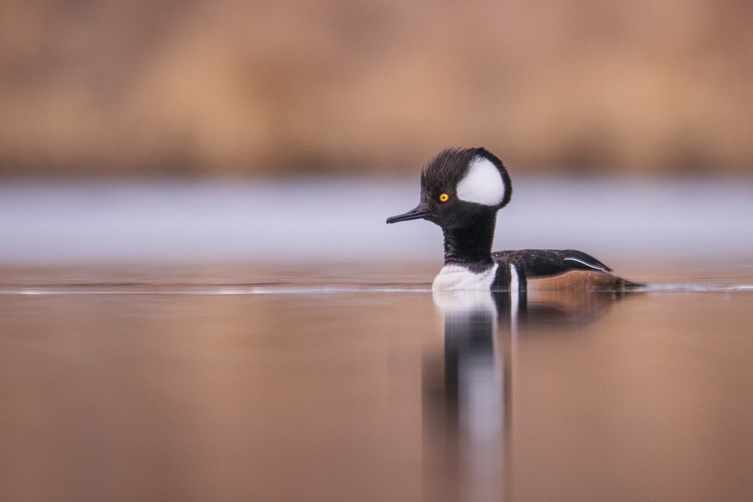 Hooded Merganser - Rain Saulnier