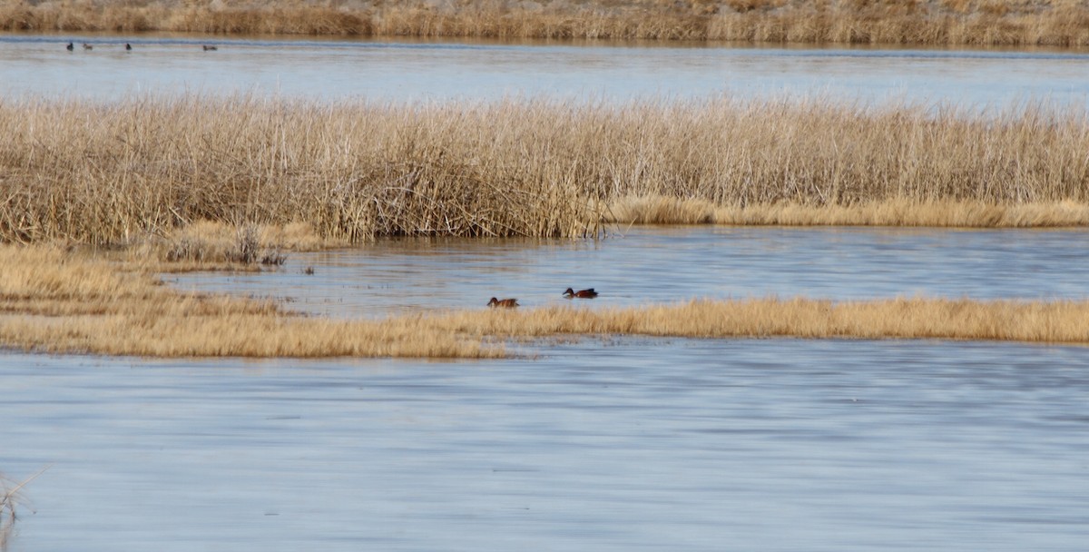 Cinnamon Teal - Kendall Watkins