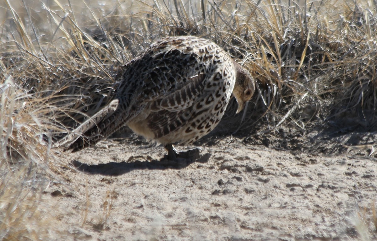 Ring-necked Pheasant - ML427839921