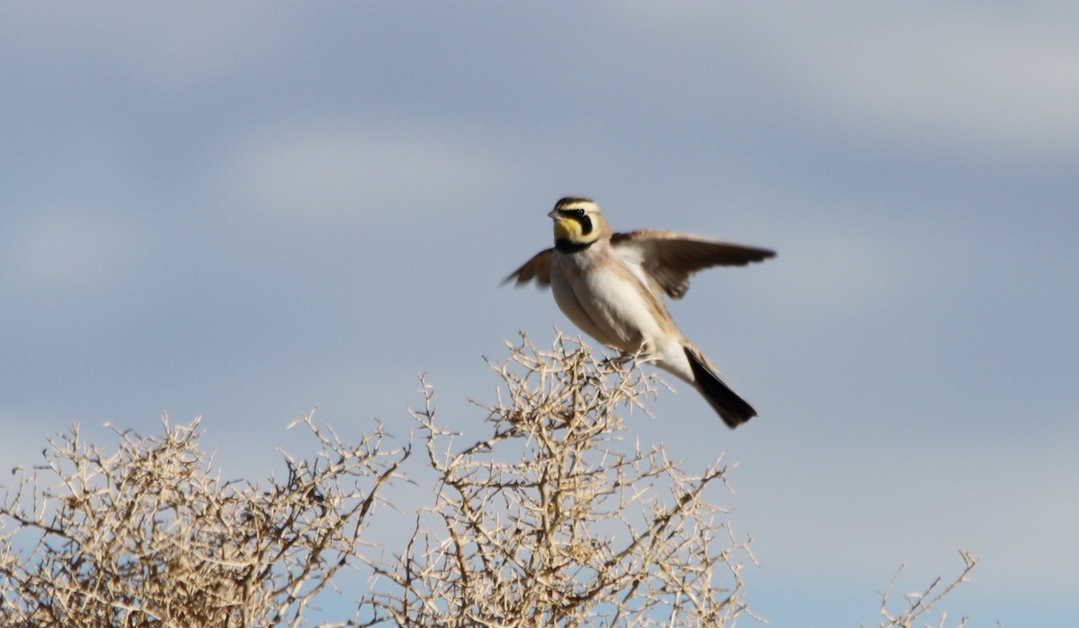 Horned Lark - ML427840841