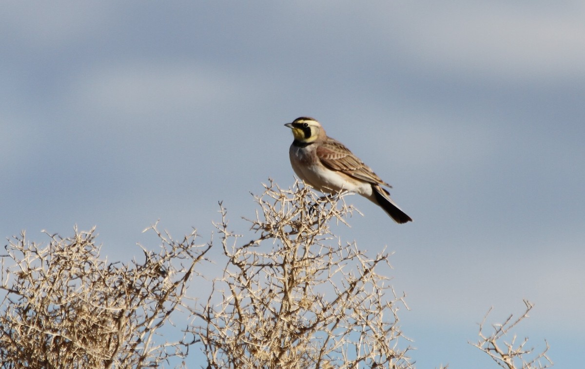 Horned Lark - ML427840851