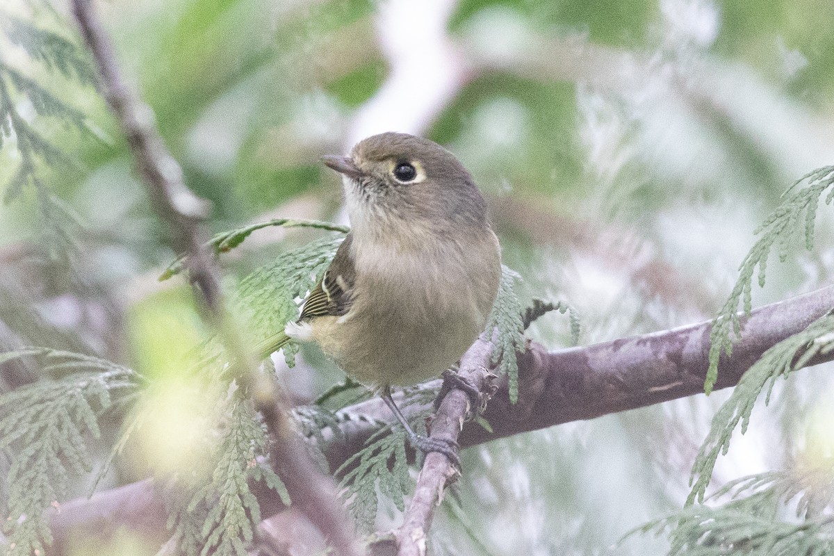 eikevireo - ML427842881