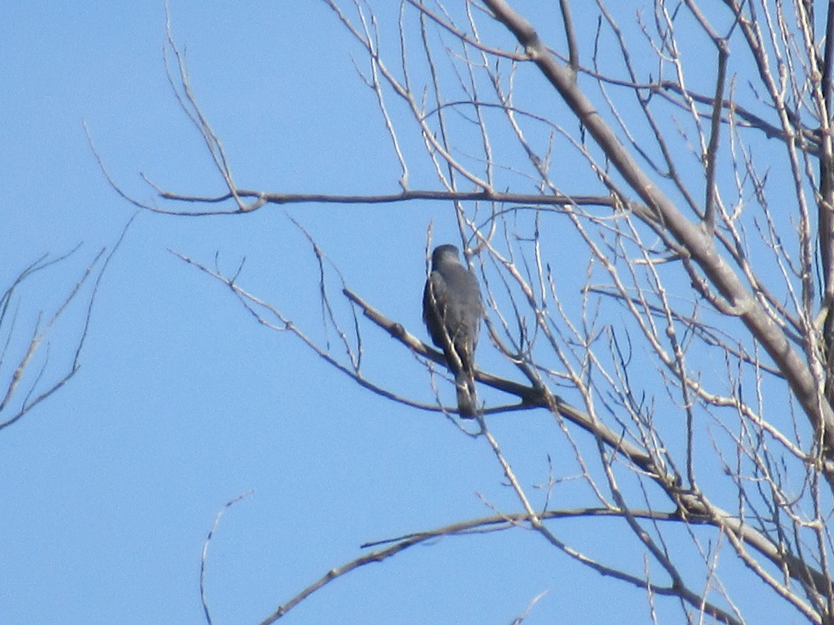 Cooper's Hawk - ML427844031