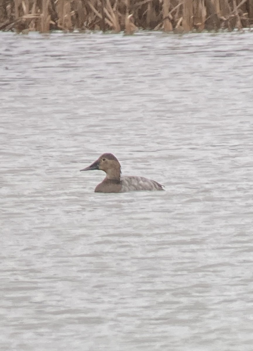 Canvasback - ML427844061