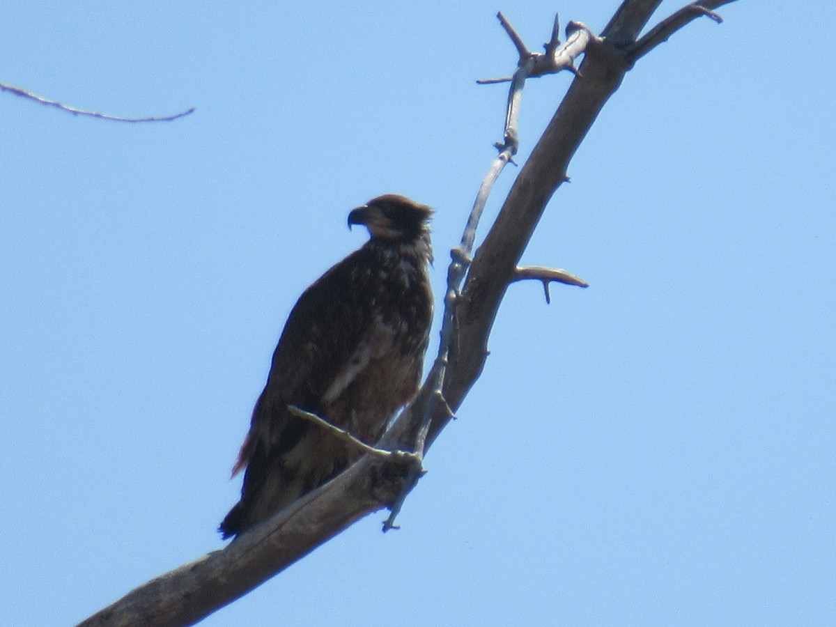 Bald Eagle - ML427844731