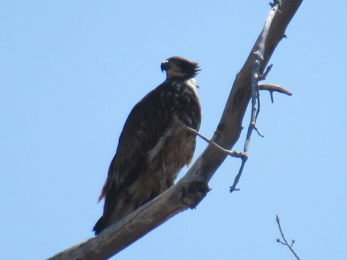 Bald Eagle - ML427844951