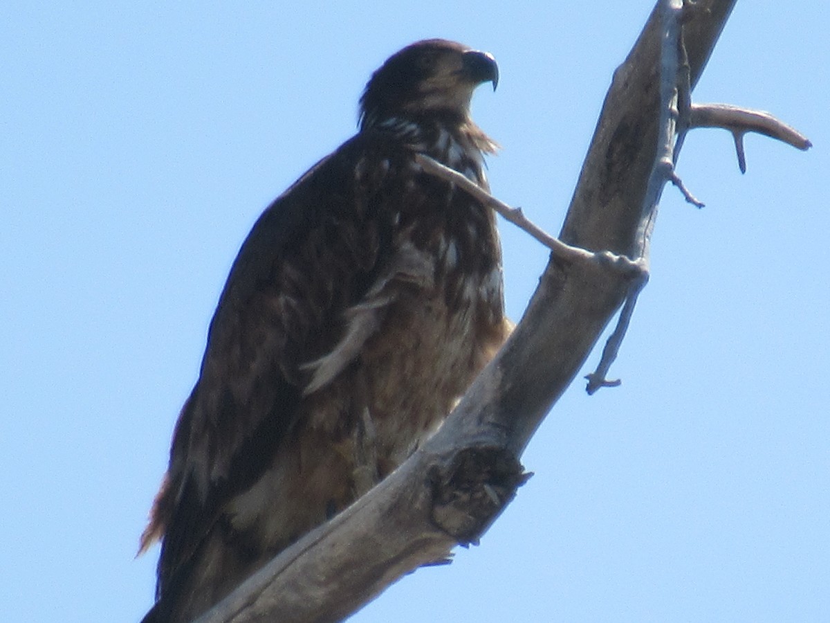 Bald Eagle - ML427845061
