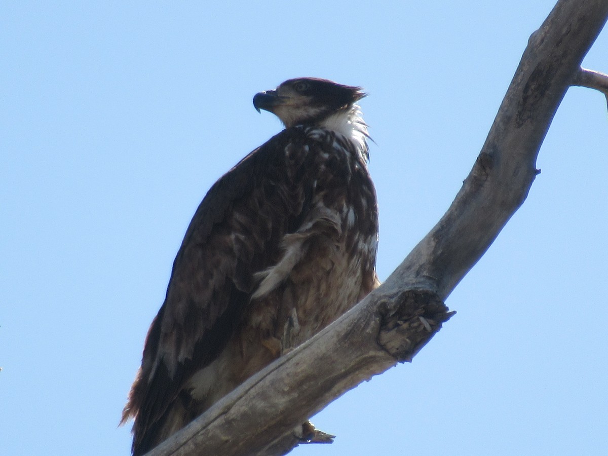 Bald Eagle - ML427845161