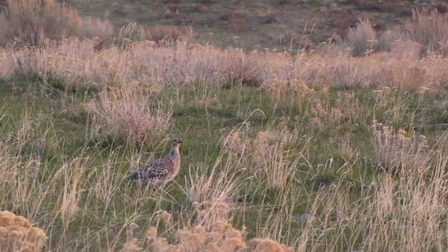 Sharp-tailed Grouse - ML427846641