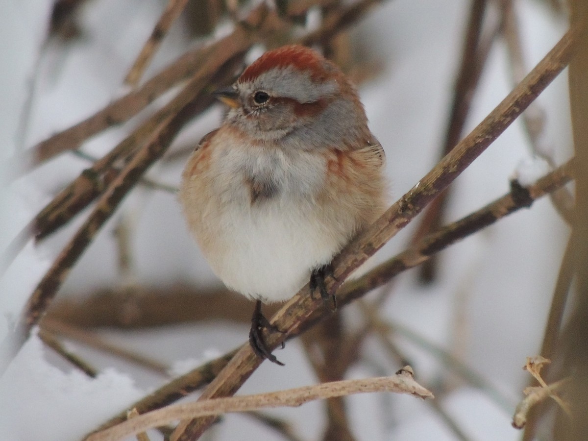 American Tree Sparrow - Melody Walsh