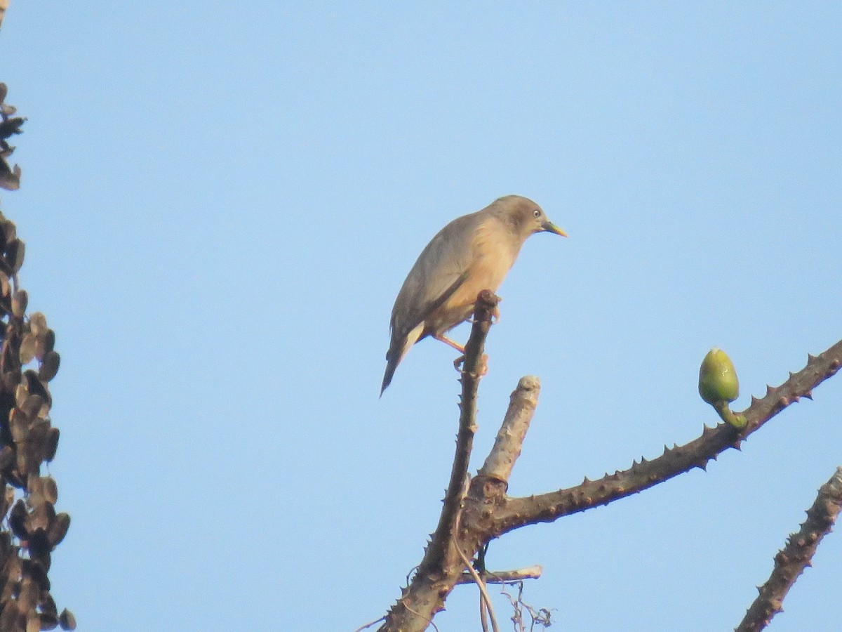 Chestnut-tailed Starling - ML427850231