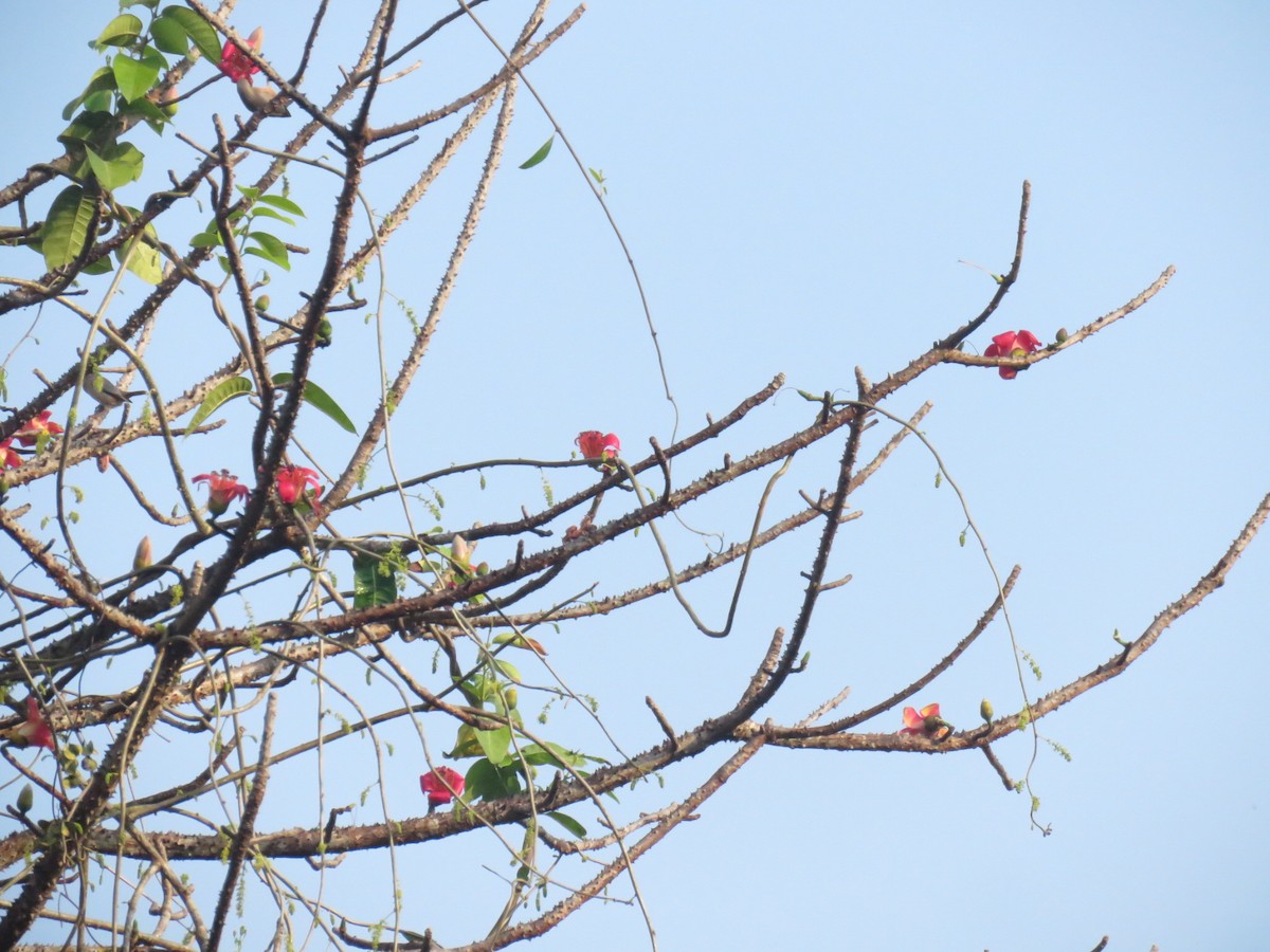 Chestnut-tailed Starling - Aruvi Poomali