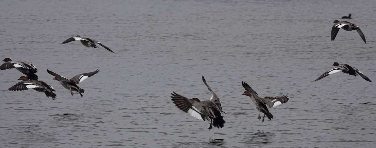 Canard à crinière - ML427850271