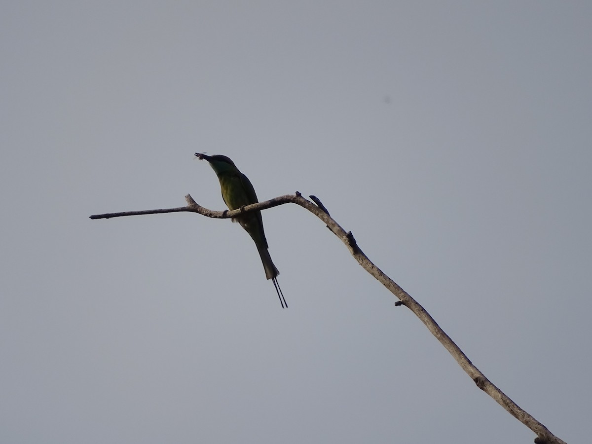 Asian Green Bee-eater - ML427850481