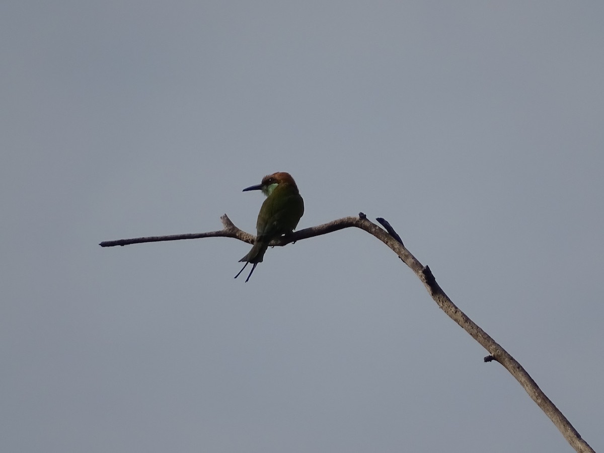 Asian Green Bee-eater - ML427850671