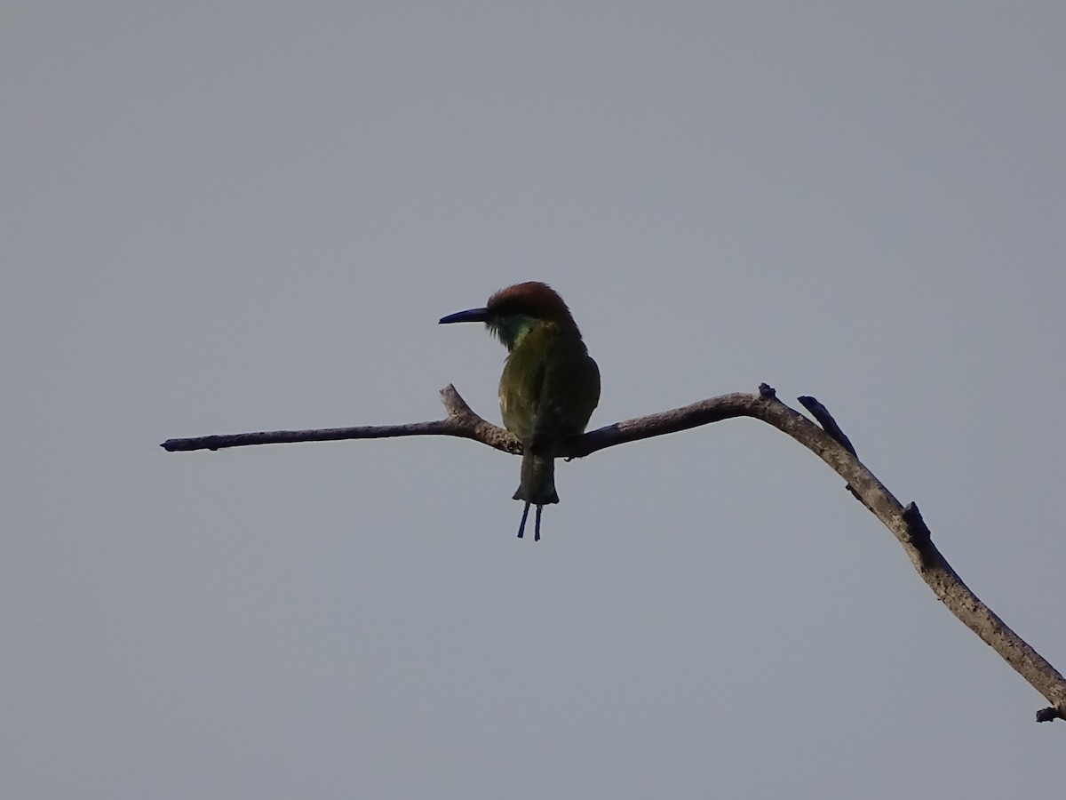 Asian Green Bee-eater - ML427850691