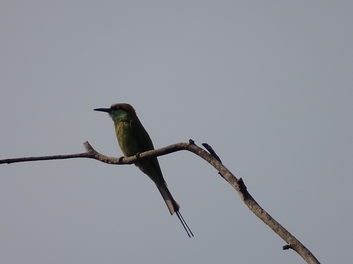 Asian Green Bee-eater - ML427850761