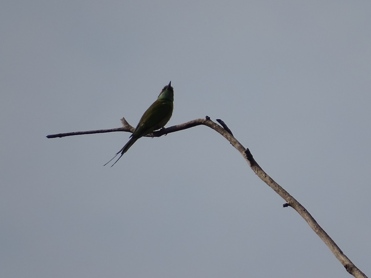 Asian Green Bee-eater - ML427850781
