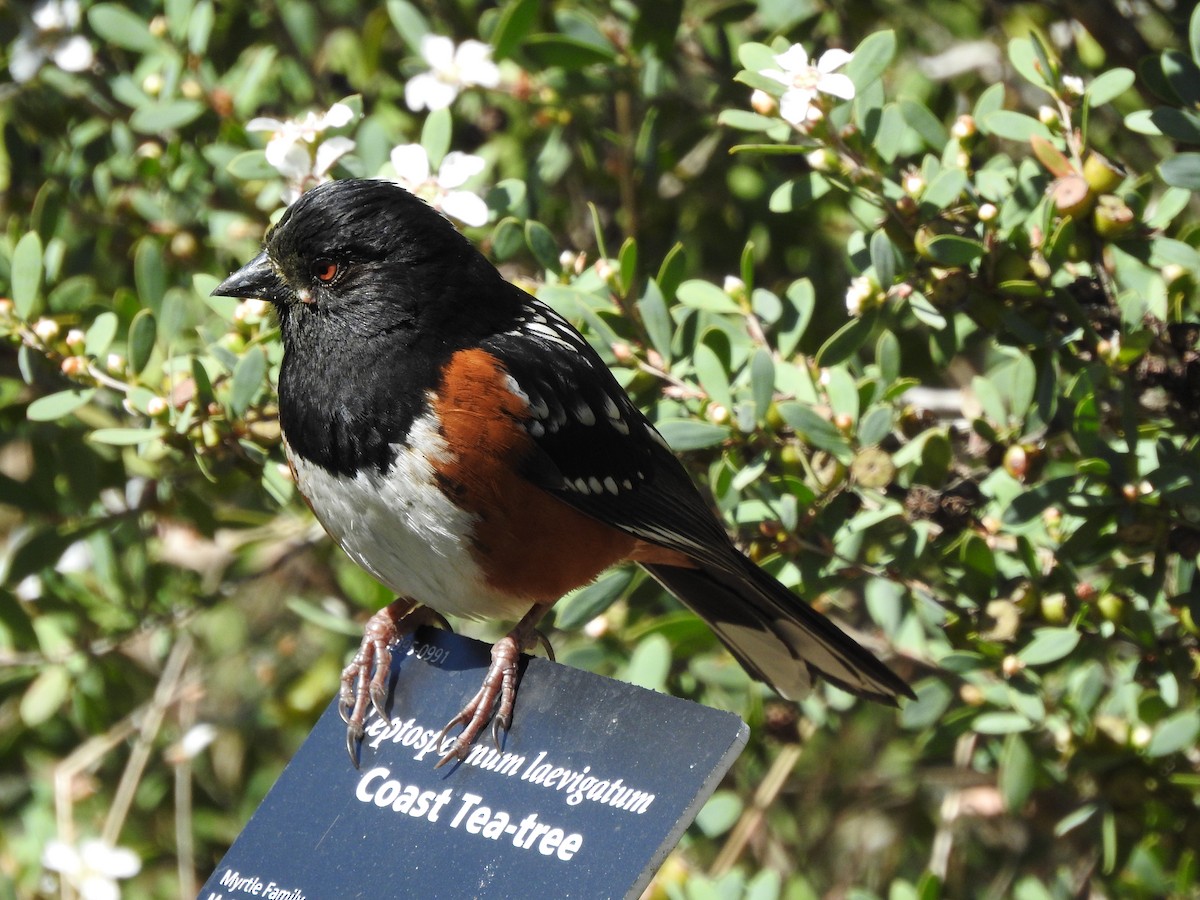 Spotted Towhee - Laura Tappan