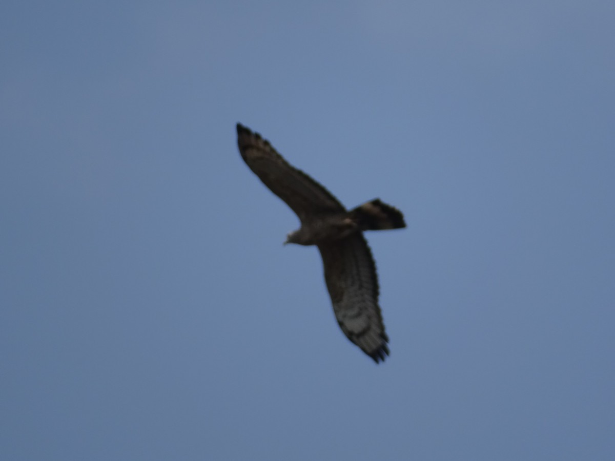 Oriental Honey-buzzard - ML427851321