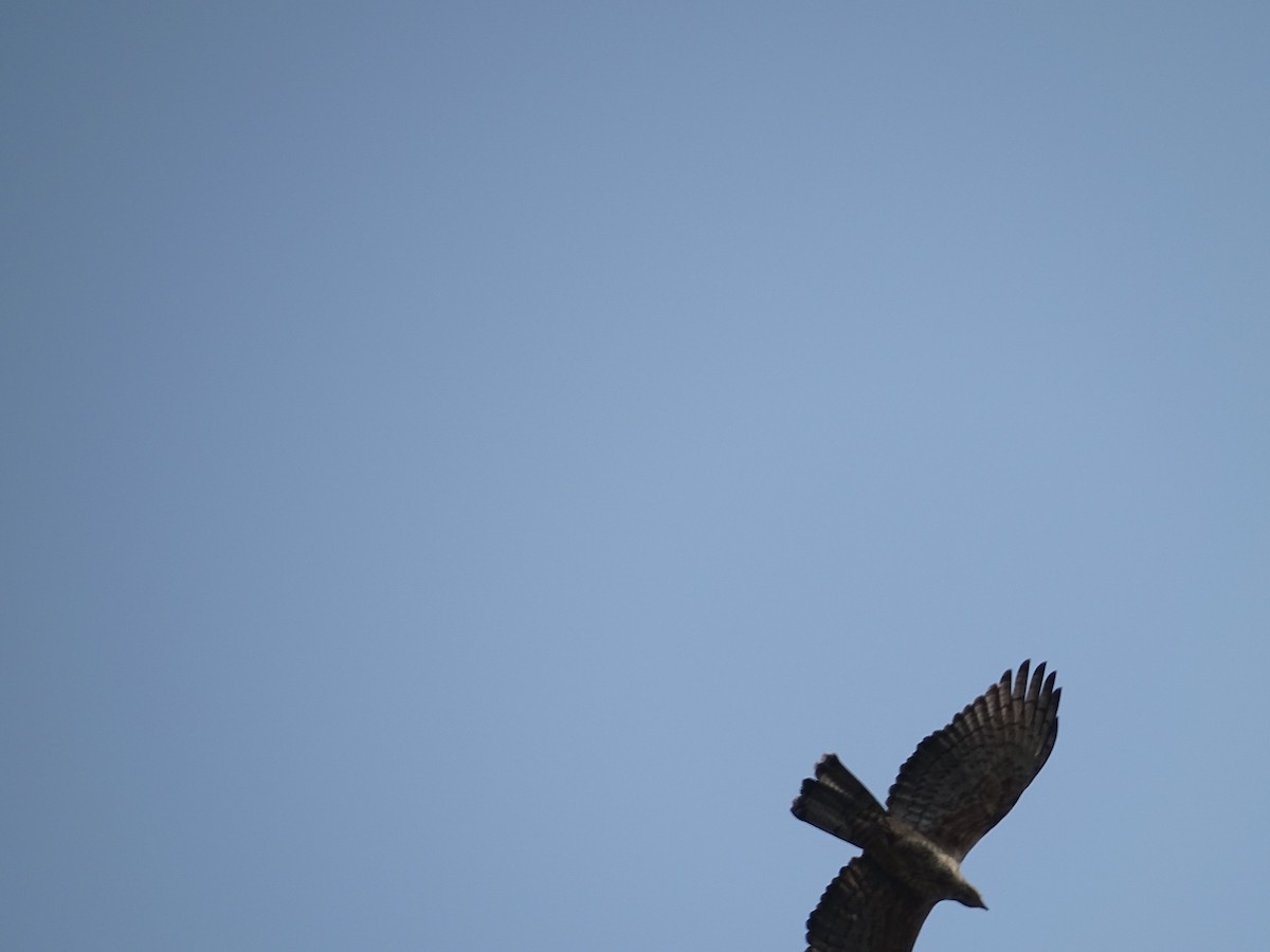 Oriental Honey-buzzard - ML427851331