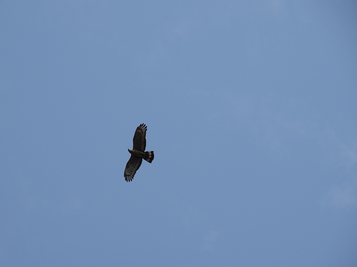 Oriental Honey-buzzard - ML427851351