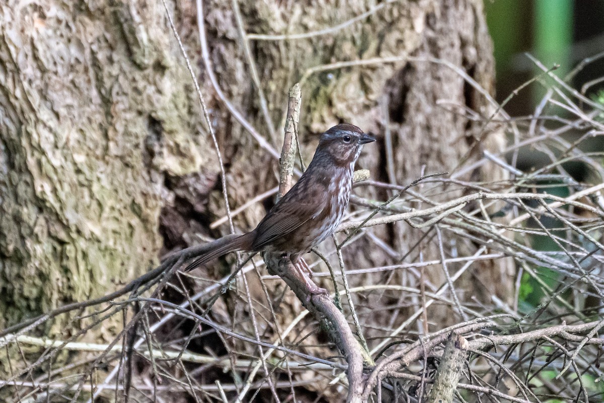 Song Sparrow - ML427851781