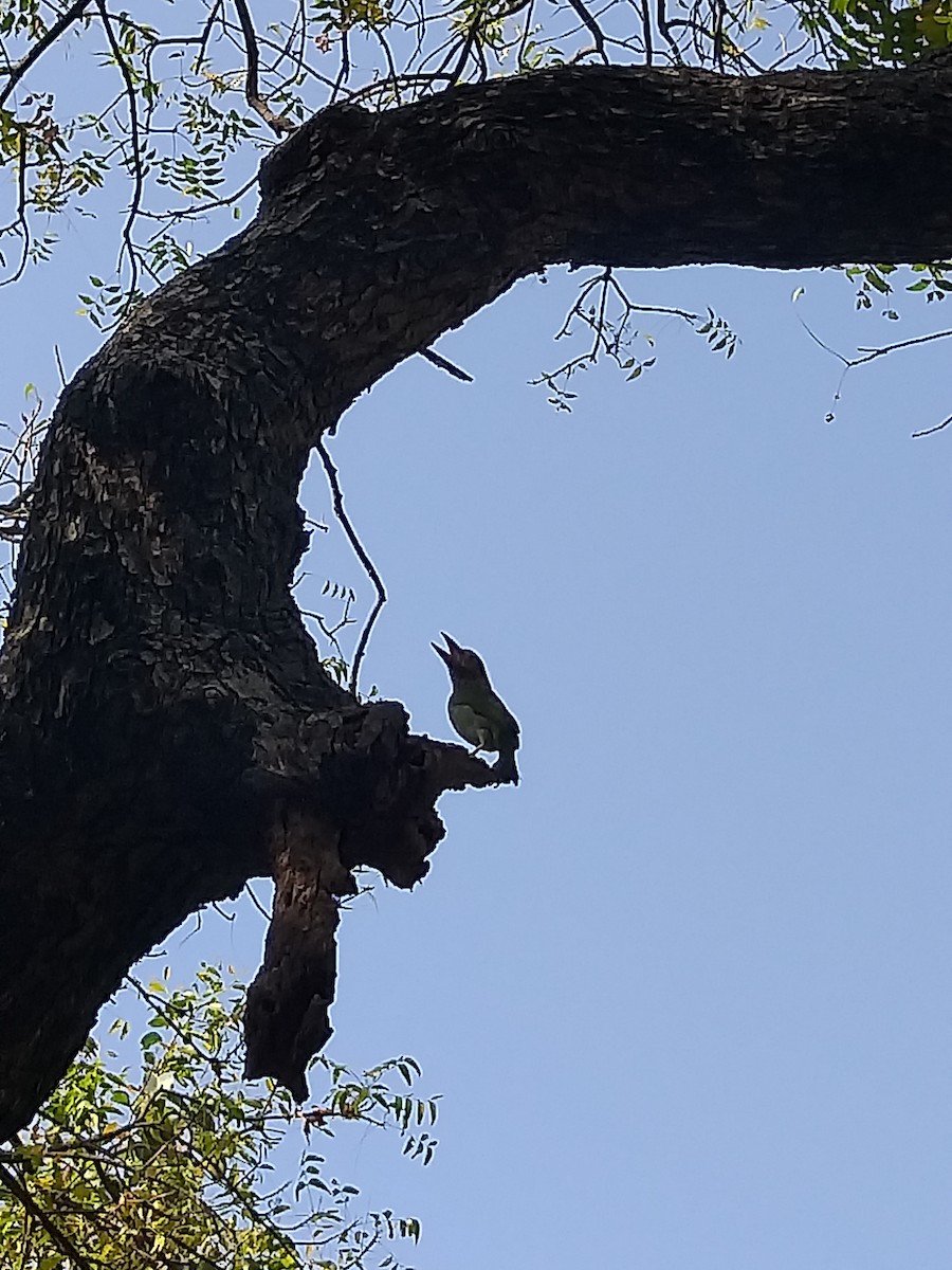 Brown-headed Barbet - ML427851871