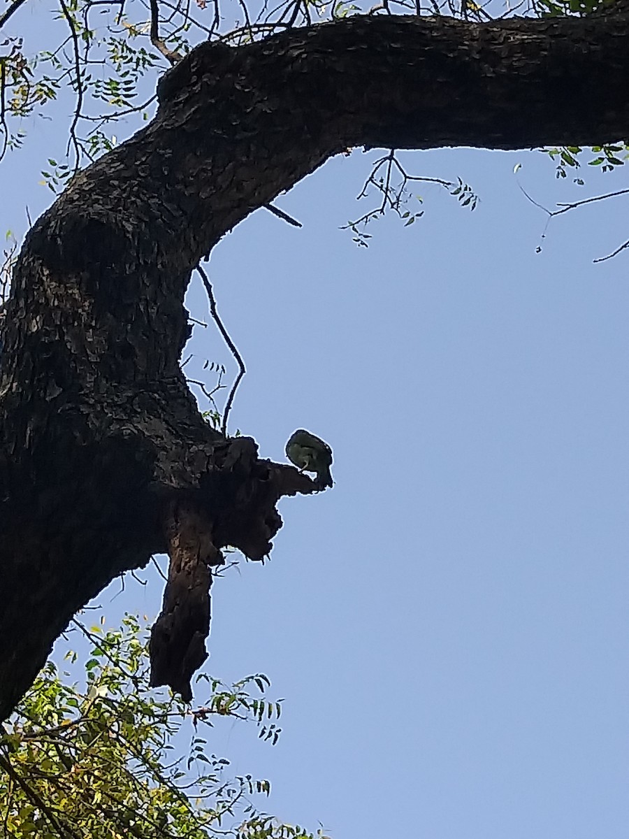 Brown-headed Barbet - ML427851881