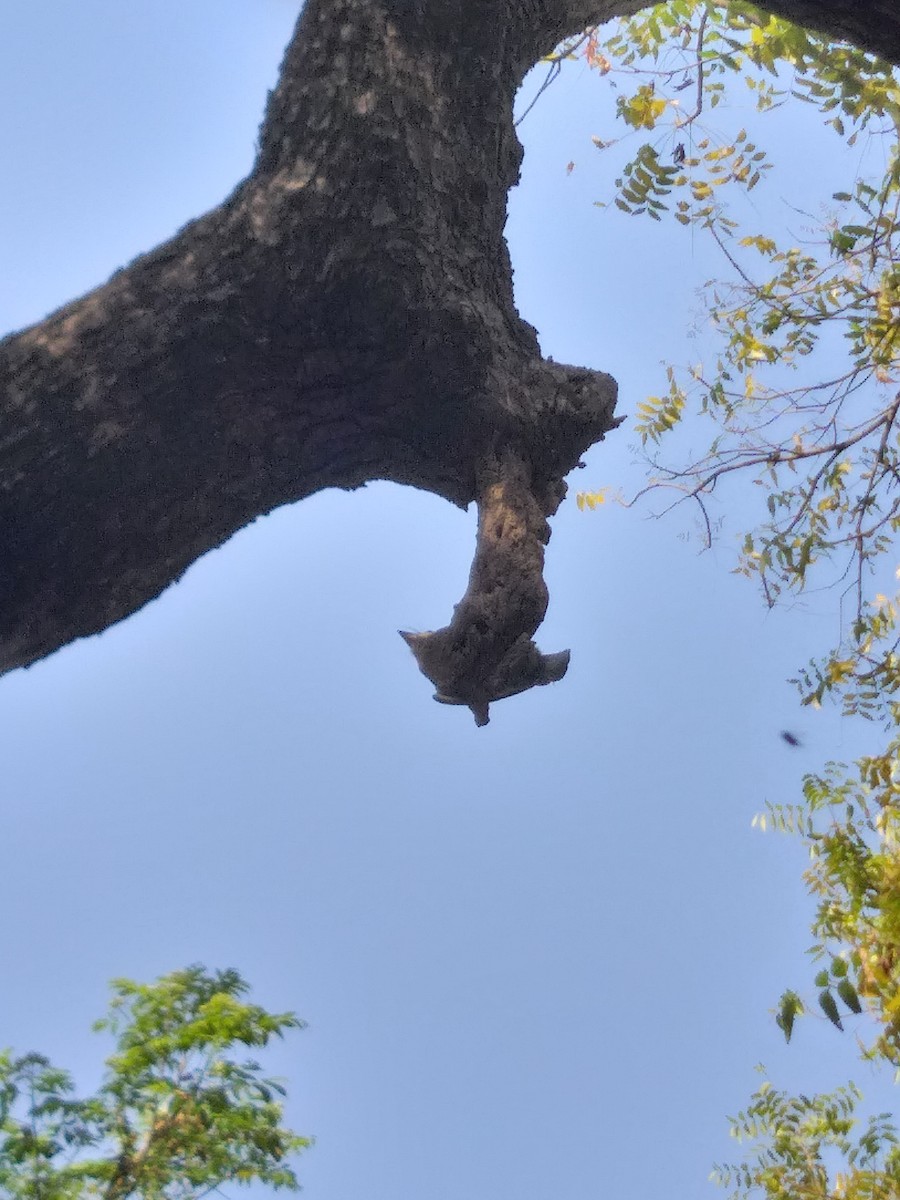 Brown-headed Barbet - ML427851891