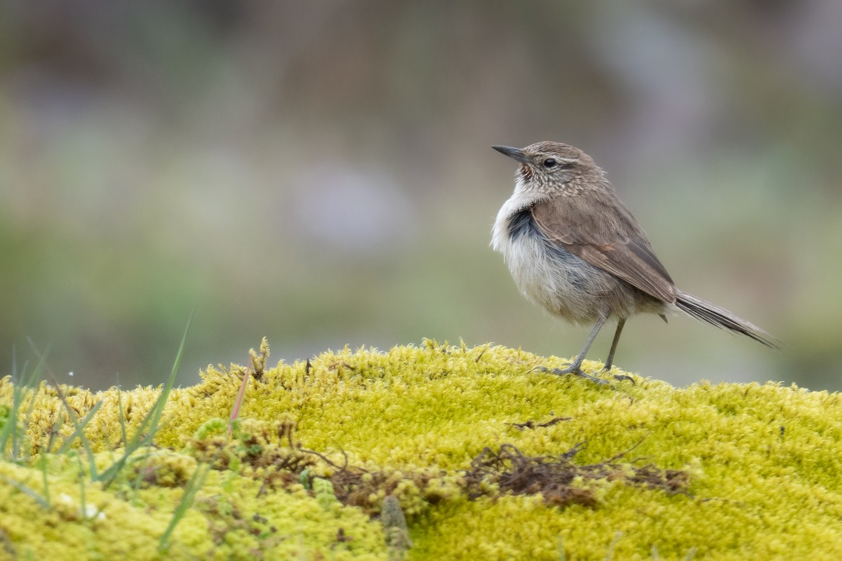 Streak-throated Canastero - Ben  Lucking