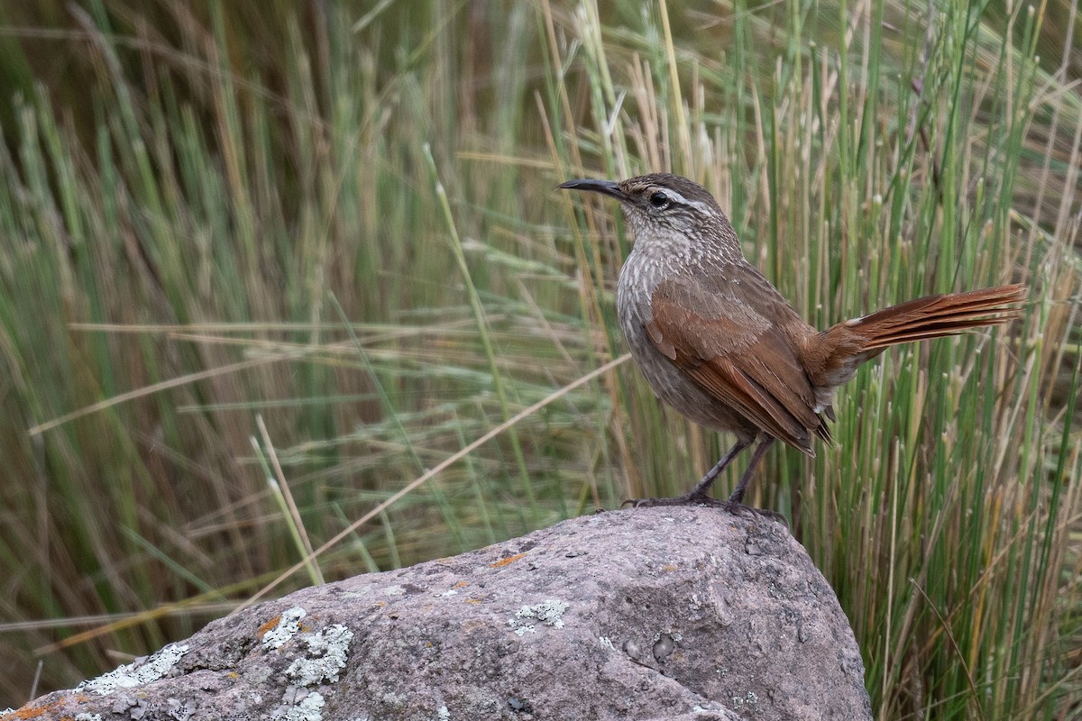 Bandurrita Estriada - ML427854321