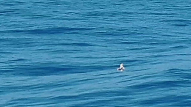 White-tailed Tropicbird (Pacific) - ML427856211