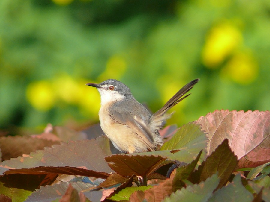 Ashy Prinia - ML427858011