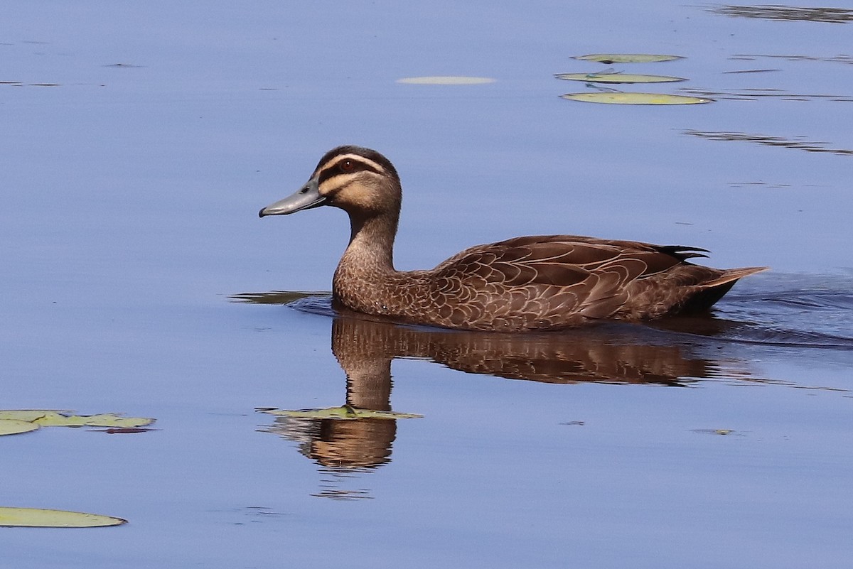 Pacific Black Duck - Lorix Bertling