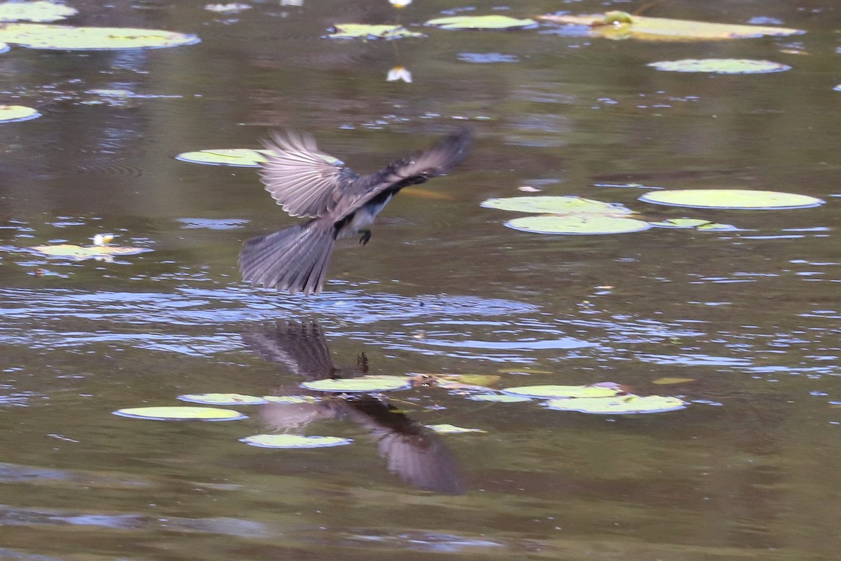 Willie-wagtail - ML427858281