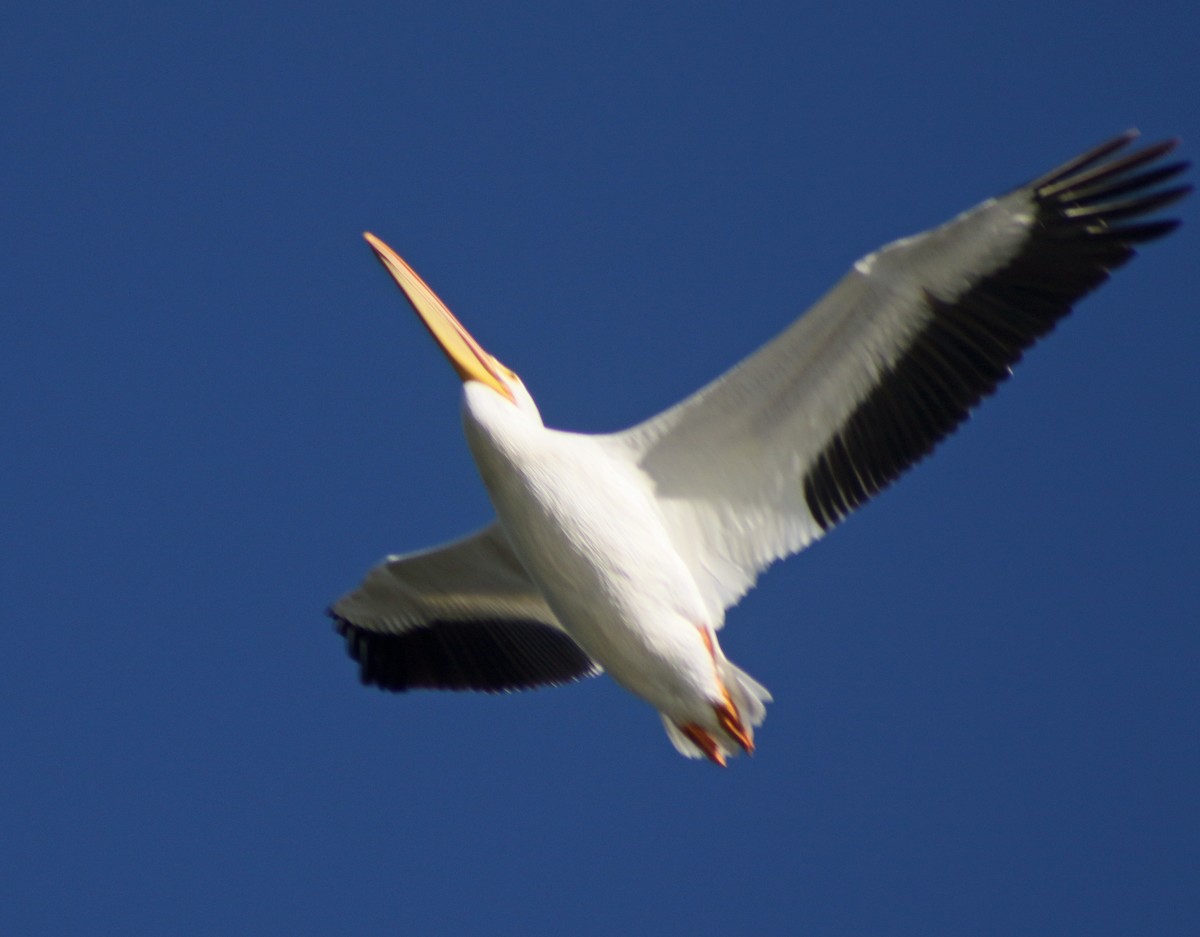 American White Pelican - Dika Golovatchoff