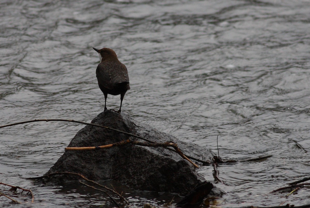 White-throated Dipper - ML427858641