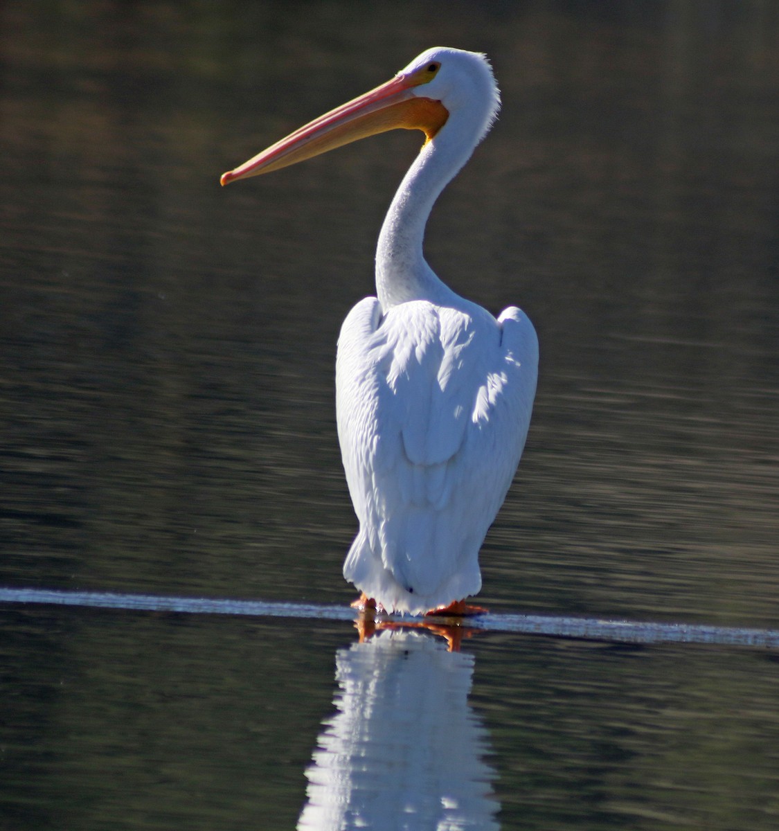 American White Pelican - ML42785891