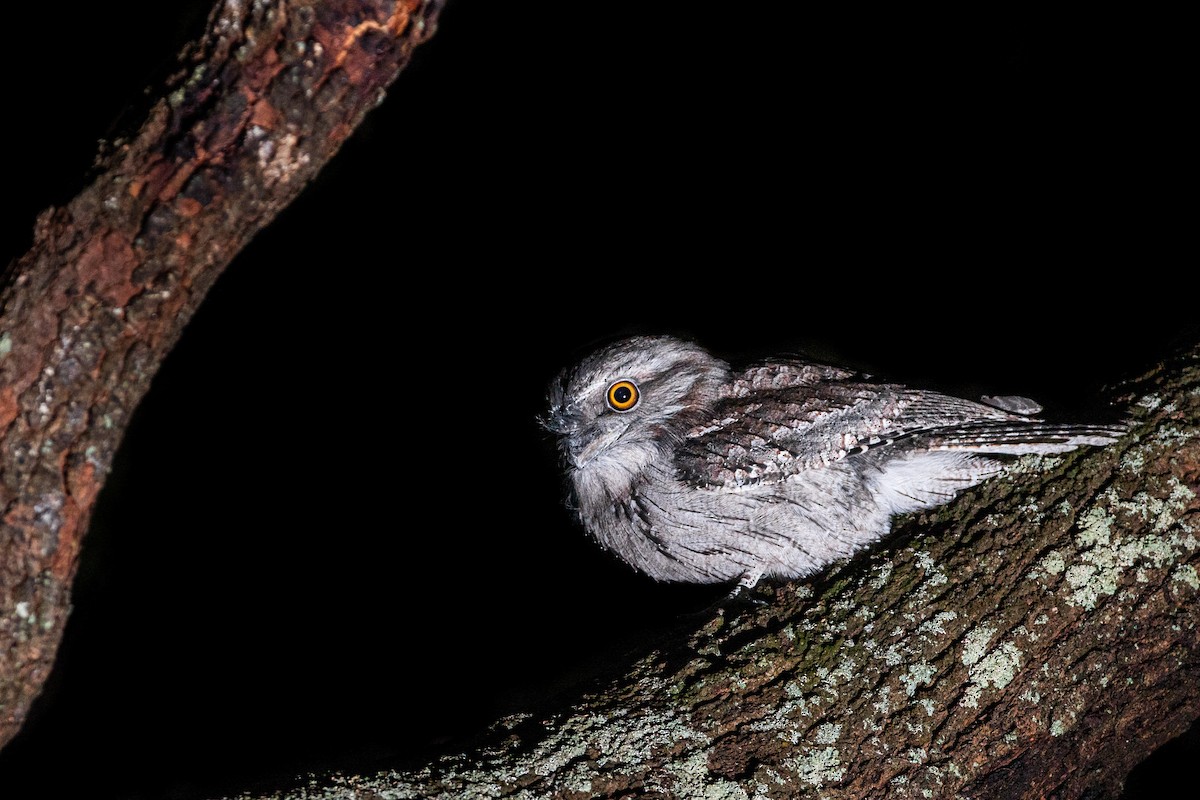 Tawny Frogmouth - ML427859811