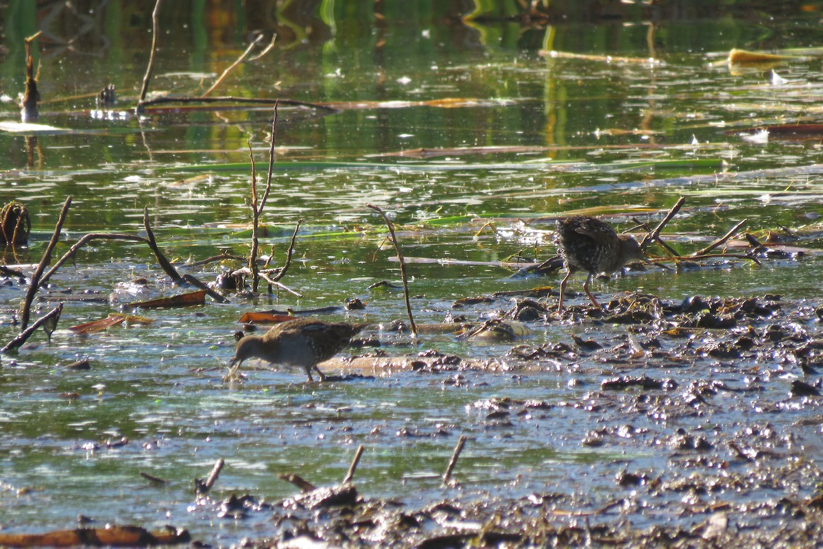 Baillon's Crake (Australasian) - ML427860551